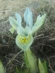 Iris reticulata "Katherine Hodgkin"