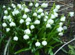 Leucojum vernum