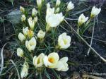 Crocus chrysanthus "Cream Beauty"