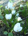 Crocus chrysanthus "Blue Pearl"