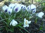 Crocus chrysanthus 