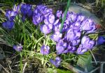 Crocus chrysanthus "Ruby Giant"