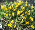 Crocus chrysanthus 