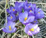 Big Crocus 