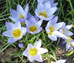 Crocus chrysanthus "Tricolor"