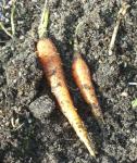 Found a treasure in the girls' veggie patch.