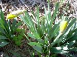 Daffodil buds on Easter