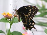 Swallowtail