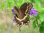 Swallowtail