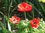 Anemone coronaria 'Hollandia' - Grecian Windflower