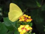 Sulphur butterfly