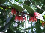 Macleania coccoloboides