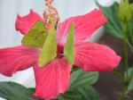 Dinner buffet at the local hibiscus