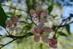 crabapple blooms