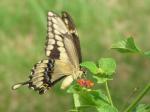 Giant Swallowtail side view