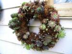 Sempervivum Wreath