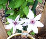 Snow Queen Clematis  4/11/10