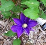 1 of 4 purple Clematis blooms