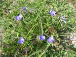 Tradescantia-spiderwort