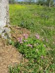 shamrock/wild flowers