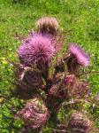 thistles