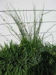 juncus