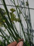 Juncus-closeup