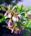 blueberry blossoms