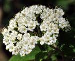 leatherleaf virburnum