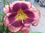 Strawberry Candy Daylily