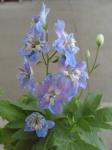 Delphinium