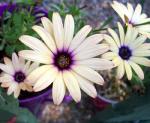 African Daisy Peach Symphony