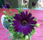 African Daisy Sunny Cambria 