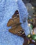 New Hackberry Butterfly