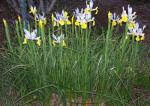 Dutch Iris last month