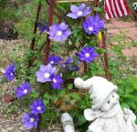 Purple Clematis