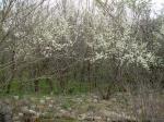 wild plum thicket