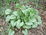 Jack Frost Brunnera