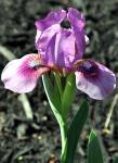 dutch iris