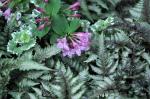 japanese painted fern & wegelia