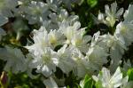 azalea blooms