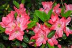 encore azalea