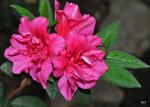 encore azalea