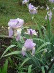 Lilac Irises