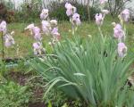 The complete bunch of Irises