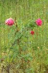 Roses (climbing)