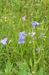 Spiderwort