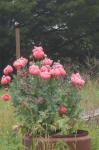 Peonie Poppies.