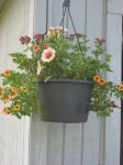 Hanging basket combo2