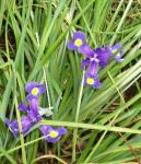 Dwarf Dutch Iris